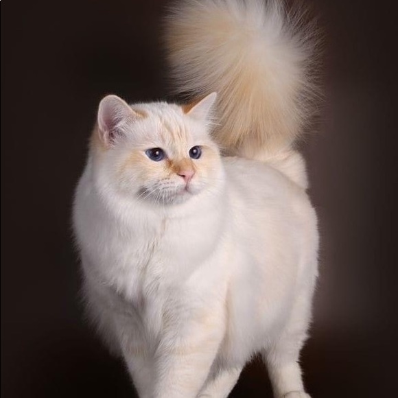 Meet your Posher, Harlie - Picture 1 of 1